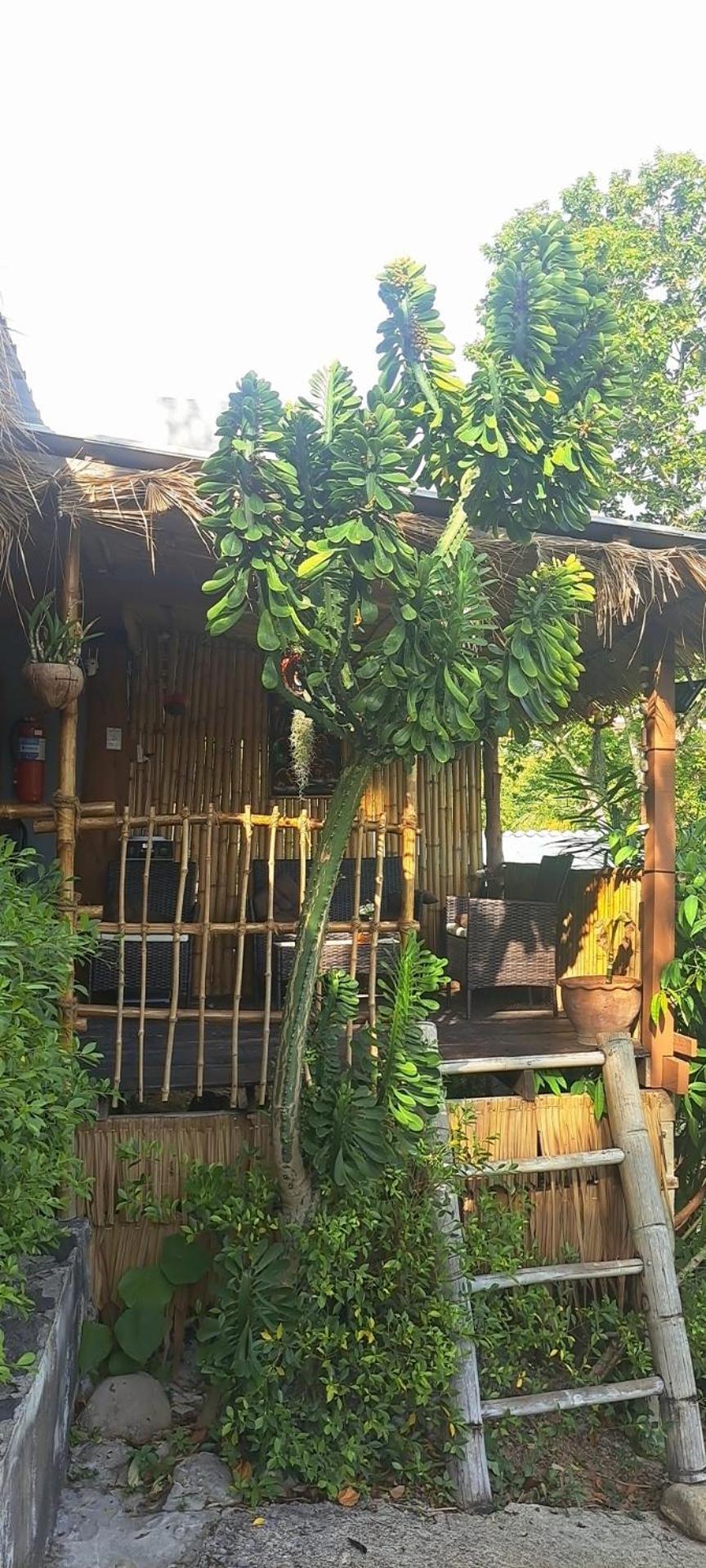 Siam Flora Resort Ko Lanta Værelse billede